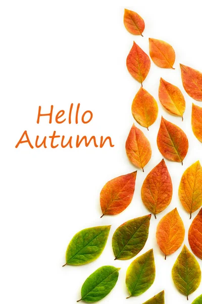 Hojas de otoño secas multicolores sobre fondo blanco . —  Fotos de Stock