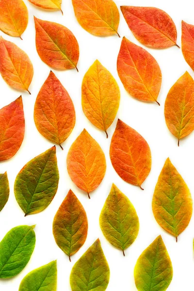 Feuilles d'automne sèches multicolores sur fond blanc . Photos De Stock Libres De Droits