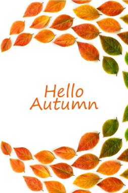 Beyaz arka planda çok renkli kuru sonbahar yaprakları.