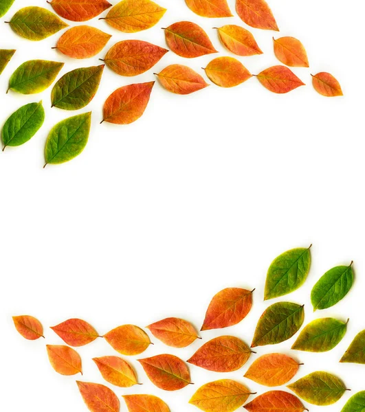 Hojas de otoño secas multicolores sobre fondo blanco . Imagen De Stock
