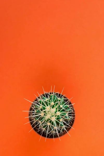 Small green cactus in orange pot on orange background