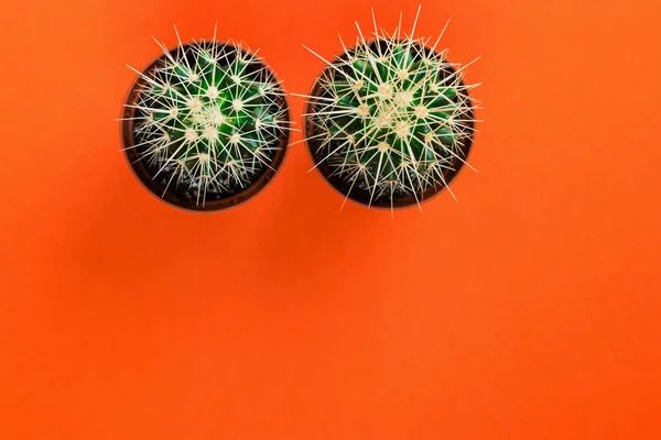 Dos pequeños cactus verdes en maceta naranja sobre fondo naranja . — Foto de Stock