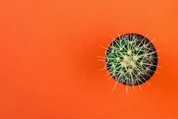 Kleine groene cactus in oranje pot op oranje achtergrond Stockafbeelding