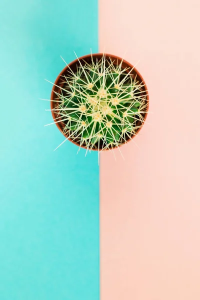 Small green cactus in orange pot on pink and blue background.