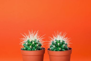 Turuncu arka planda turuncu tencerede iki küçük yeşil kaktüs.