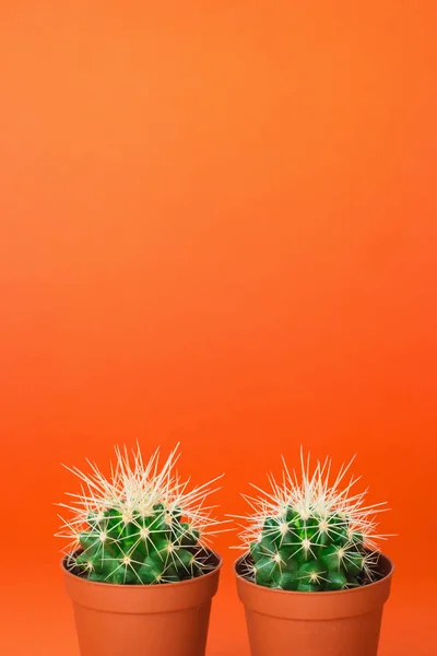 Twee kleine groene cactus in oranje pot op oranje achtergrond. Stockafbeelding