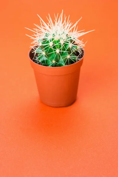 Small green cactus in orange pot on orange background