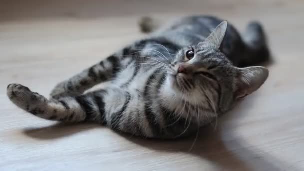 Young Striped Beautiful Kitten Playing Natural Light — Stock Video