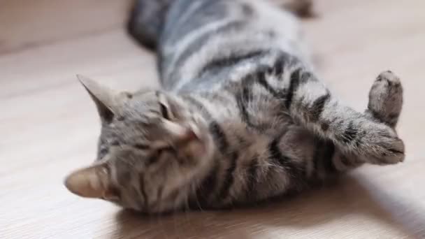 Joven Rayado Hermoso Gatito Jugando Luz Natural — Vídeos de Stock