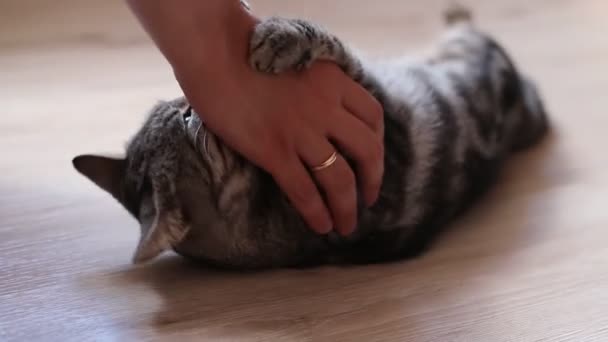 Young Striped Beautiful Kitten Playing Natural Light — Stock Video