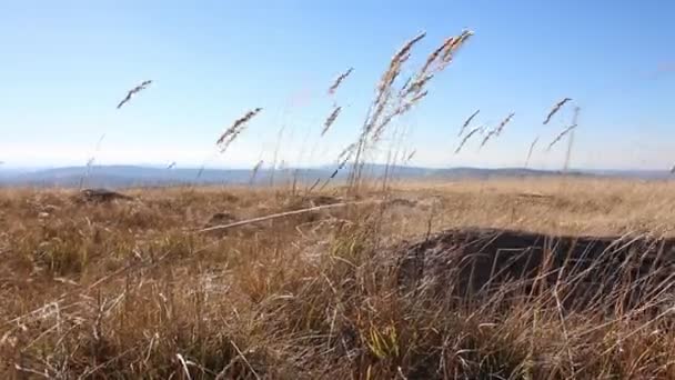 在金色的田野与蓝天和山脉的背景干燥的尖峰 阳光照耀在蓝天上 山中的秋天风景 — 图库视频影像