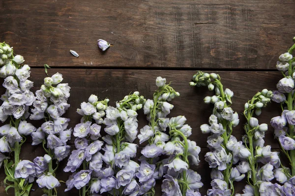 Delphinium Fundo Madeira Escura Para Florista — Fotografia de Stock