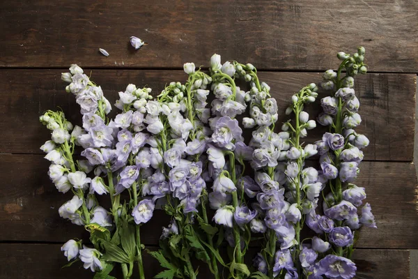 Delphinium çiçekçi için koyu ahşap arka plan üzerinde