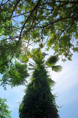 Kemer, Türkiye - 14 Mayıs 2014: Bir sürü yeşillik, büyük yeşil palmiye ağacı ve ağaç dalları aşağıdan mavi gökyüzüne doğru