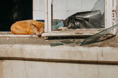 Terk edilmiş bir evin kırık penceresinde uyuyan turuncu kedi | Yekaterinburg, Rusya - 14.06.2019.