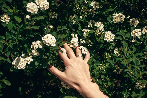 Mano Femenina Tocando Espiraea Flores Blancas Arbusto Jardín Verano — Foto de Stock