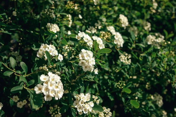 美丽的绣线菊白色花灌木在阳光明媚的夏日花园 享受生活 保护自然概念 — 图库照片