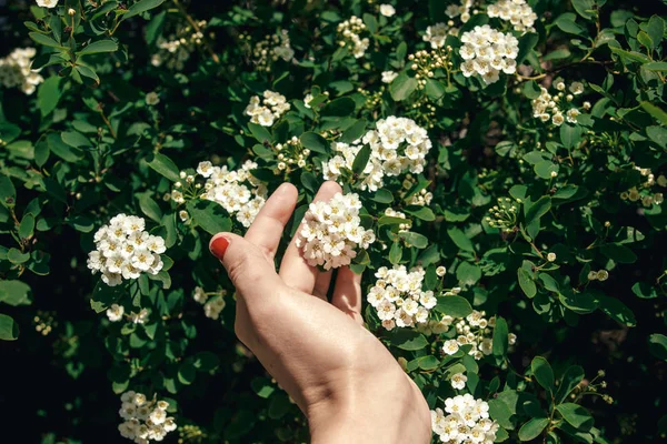 Female Hand Holding Beautiful Spirea Flowers Sunlight Summer Garden Protecting — Stock Photo, Image
