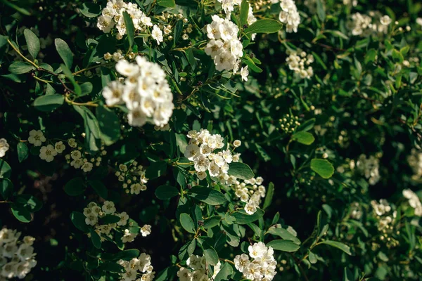 美丽的绣线菊白色花灌木在阳光明媚的夏日花园 享受生活 保护自然概念 — 图库照片