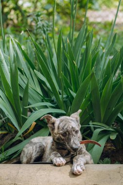 sevimli küçük gri köpek çimenlerde oturan ve kira kontratı ısırma yakalı. tatlı köpek açık havada oynuyor. evsiz köpek ev arayan. evlat edinme kavramı