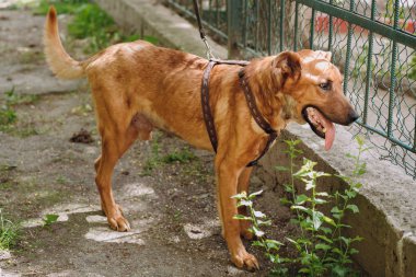 şirin kahverengi eski köpek ayakta şehir sokak. Dışarıda bekleyen üzgün gözlerle tatlı köpek korkuyor. evsiz köpek ev arayan. evlat edinme kavramı.
