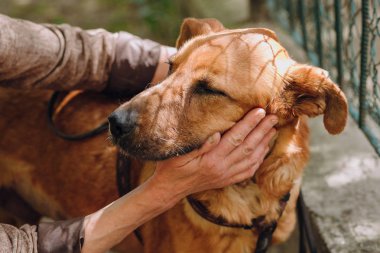 şehir sokak, tatlı duygular içinde insanlar eller ilgilenmek kahverengi yaşlı köpek. sarılma kişi hüzünlü gözleri ile tatlı köpek korkuyor. evsiz köpek ev arayan. evlat edinme kavramı