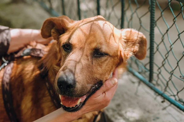 Oamenii Mângâie Câinele Bătrân Brun Strada Orașului Emoții Dulci Persoană — Fotografie, imagine de stoc