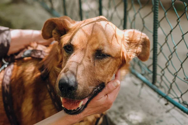 People Hands Caress Brown Old Dog City Street Sweet Emotions — Stock Photo, Image