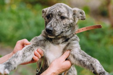 küçük gri köpek tasması elinde tutan sevimli insanlar. Açık havada oynayan köpek. evsiz köpek ev arayan korkuttu. evlat edinme kavramı
