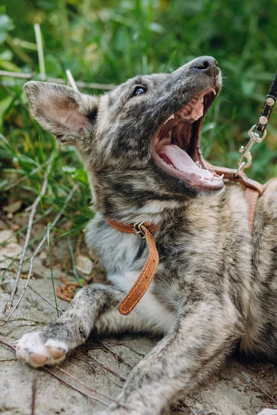 Lindo Perrito Gris Con Cuello Sentado Hierba Bostezo Dulce Perrito — Foto de Stock