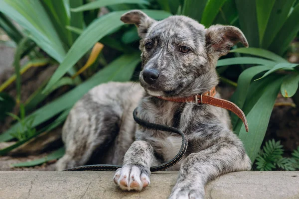 Cute Little Grey Puppy Collar Sitting Amazing Green Grass Sweet — Stock Photo, Image