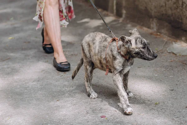 Carino Piccolo Cucciolo Grigio Piedi Con Colletto Strada Della Città — Foto Stock