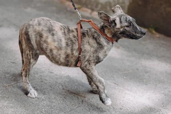 Bonito Filhote Cachorro Cinza Andando Com Colarinho Rua Cidade Cachorrinho — Fotografia de Stock