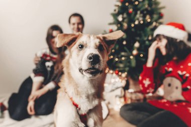 şirin komik köpek ön seyir ve şık ailede mutlu festival kazak Noel ağacı ışıkları eğleniyor. mutlu Noeller ve mutlu yeni yıl kavramı. İyi Bayramlar. metin için yer