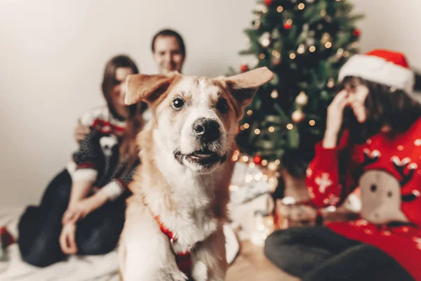 şirin komik köpek ön seyir ve şık ailede mutlu festival kazak Noel ağacı ışıkları eğleniyor. mutlu Noeller ve mutlu yeni yıl kavramı. İyi Bayramlar. metin için yer