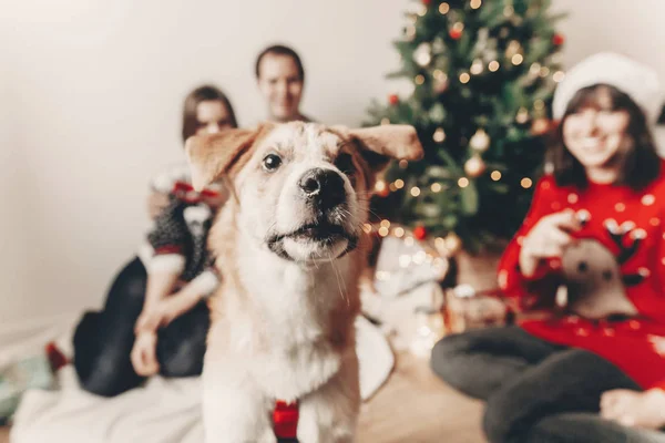 Gelukkige Familie Stijlvolle Truien Leuke Grappige Hond Vieren Kerstboom Met — Stockfoto