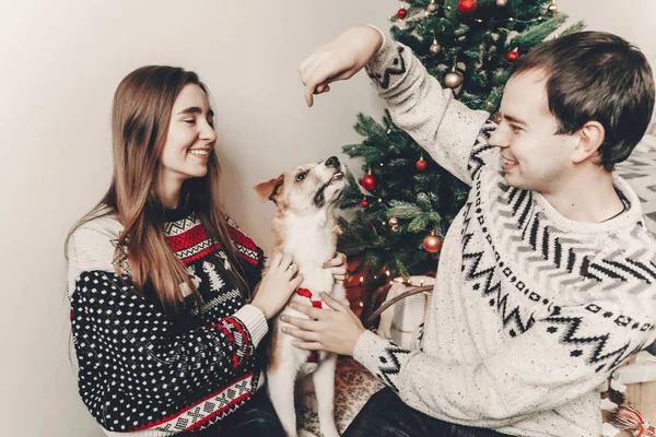 犬と遊ぶ お祭りの部屋のクリスマス ツリーで笑顔のセーターでスタイリッシュな流行に敏感なカップル 大気の瞬間 メリー クリスマスと新年あけましておめでとうございます概念 楽しい休暇をお過ごしください — ストック写真