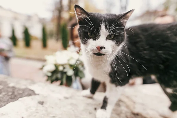 Portret Van Schattige Zwart Witte Kat Voor Prachtige Bruid Bruidegom — Stockfoto