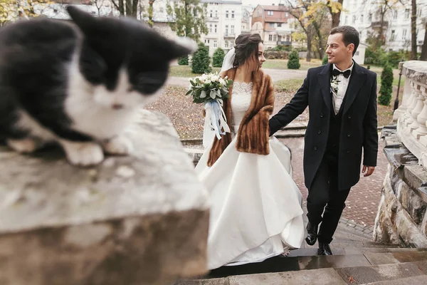 Noiva Linda Noivo Elegante Andando Perto Bonito Gato Preto Branco — Fotografia de Stock