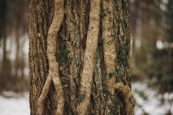 Schöne Baumrinde Mit Efeublättern Alter Baum Großaufnahme Herbstwald Waldumgebung Schutz — Stockfoto