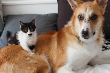büyük altın köpek yatakta şık oda yastıklar ile oturan sevimli kedicik. çok güzel siyah ve beyaz yavru kedi ve köpekle birlikte oynayan bir battaniye var komik duygular. En iyi dostlar