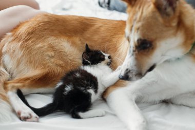 büyük altın köpek yatakta şık oda yastıklar ile oturan sevimli kedicik. sevimli köpek komik duygularla birlikte oynayan bir battaniye var siyah ve beyaz yavru kedi arıyorum. En iyi dostlar