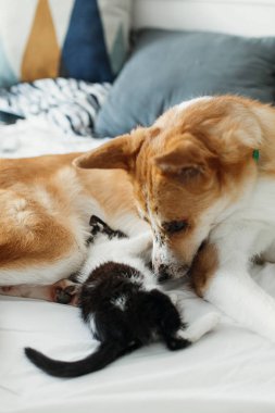 büyük altın köpek yatakta şık oda yastıklar ile oturan sevimli kedicik. sevimli köpek komik duygularla birlikte oynayan bir battaniye var siyah ve beyaz yavru kedi arıyorum. En iyi dostlar