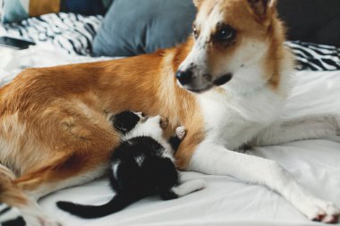 şık oda yastıklar ile büyük altın köpek yatakta uyuyan sevimli kedicik. çok güzel siyah ve beyaz yavru kedi ve köpek yavrusu ile birlikte bir battaniye var dinlenme komik duygular