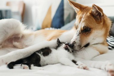 şık oda yastıklar ile büyük altın köpek yatakta uyuyan sevimli kedicik. çok güzel siyah ve beyaz yavru kedi ve köpekle birlikte dinlenme komik duygular. tatlı anlar