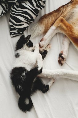 sevimli kedicik ve altın köpek oynamaya şık oda yastıklar ile yatak. çok güzel siyah ve beyaz yavru kedi ve köpekle komik duygular battaniye var eğleniyor. rahat ev, en iyi görünümü