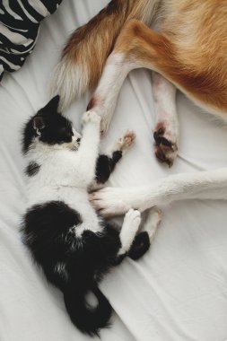 sevimli küçük kedicik oturma ve pençeleri ile oynayan büyük altın köpek ile yastık yatak