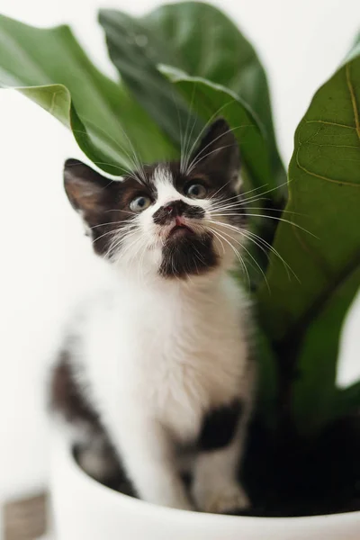 Cute Little Kitten Sitting Fiddle Leaf Fig Tree Stylish Room — Stock Photo, Image