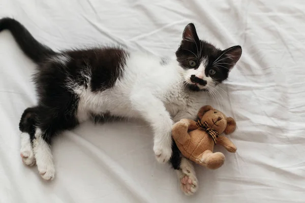 可爱的小猫与惊人的眼睛玩小泰迪玩具的白色床单在时尚的房间在晨光 可爱的黑白相间的小猫 有着滑稽的情感 顶部视图 — 图库照片