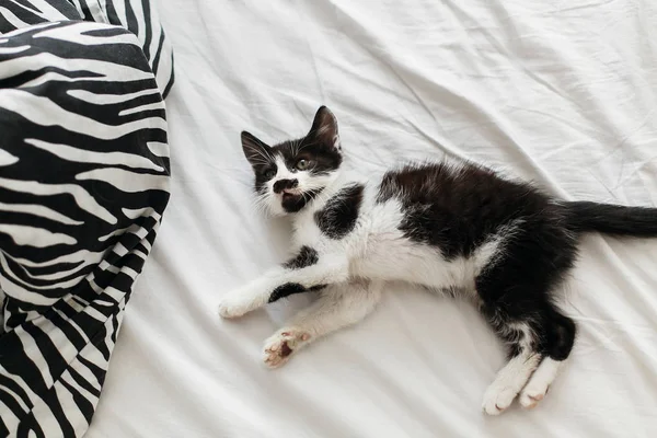 可爱的小猫咪在清晨的阳光下玩白色床单 顶部视图 可爱的黑白相间的小猫 带着滑稽的情绪睡在毯子上 收养理念 — 图库照片